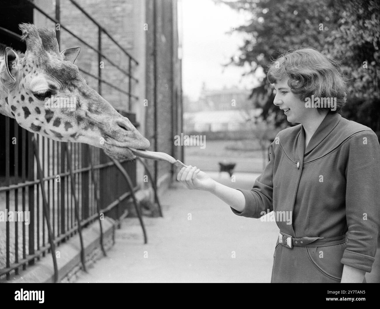 DER LANGE REACH 7. Mai 1950, der von Gittern der Verwendung des Instruments beraubt wurde, gab ihm zu diesem Zweck - seinen langen Hals - Anthony, Giraffe des Bristol Zoo, benutzte seine herrlich lange Zunge, um den Keks zu Kosten, den ihm die junge Dame auf diesem Bild angeboten hat. Anthony ist nur noch ein Junge, aber schon fast halb erwachsen. Stockfoto