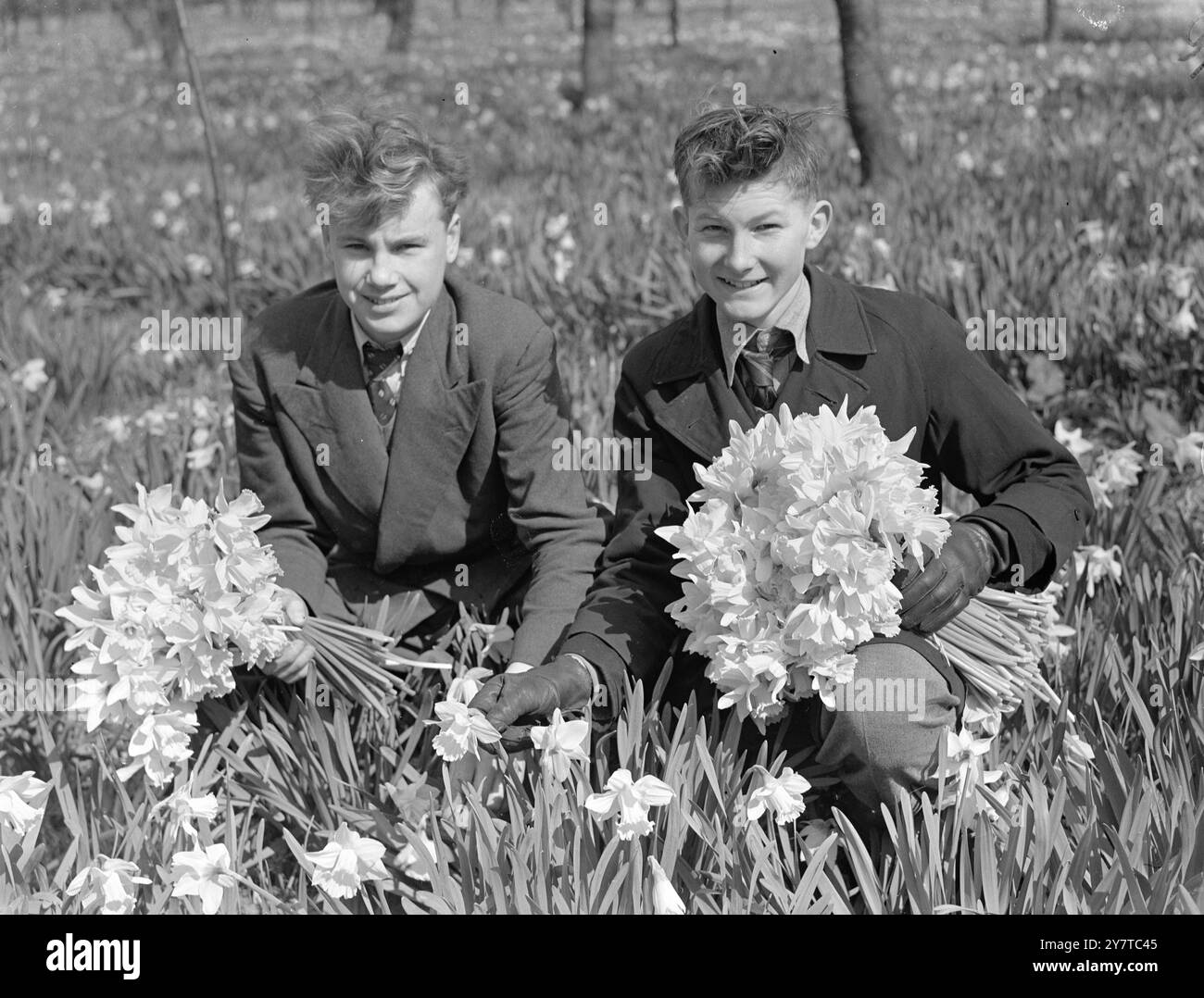 Nach einem aufregenden Wochenende auf der Jagd nach verdächtigen Einbrechern David Morgan und seinem Freund Alan Lumley, beide 15 Jahre alt und in Osterley leben, pflücken Narzissen in Osterley Park Gardens, Middlesex heute, um Taschengeld für ihren Urlaub zu verdienen. Zusammen mit anderen Jungs verfolgten David und Alan (links) zwei Männer, die sie nach einem Einbrecheralarm in der Jersey Road, Heston, weglaufen sahen. Die Jungs holten die Männer ein, warfen Flaschen und Steine nach ihnen. Während Alan zur Polizei ging, verfolgte David die Männer zu einer Gaststätte, verlor die Spur und nahm sie in einer Seitendrehung auf. Die Polizei aus einem Auto hat aufgehört Stockfoto