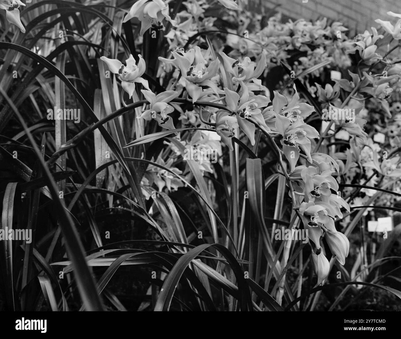 NOTTINGHAM SCHICKT SCHÖNHEIT NACH LONDON Cymbidium Orchids sind Teil der Sonderausstellung des Nottingham Parks Committee auf der Royal Horticulural Show am Vincent Square in Westminster , London . 21. März 1950 Stockfoto