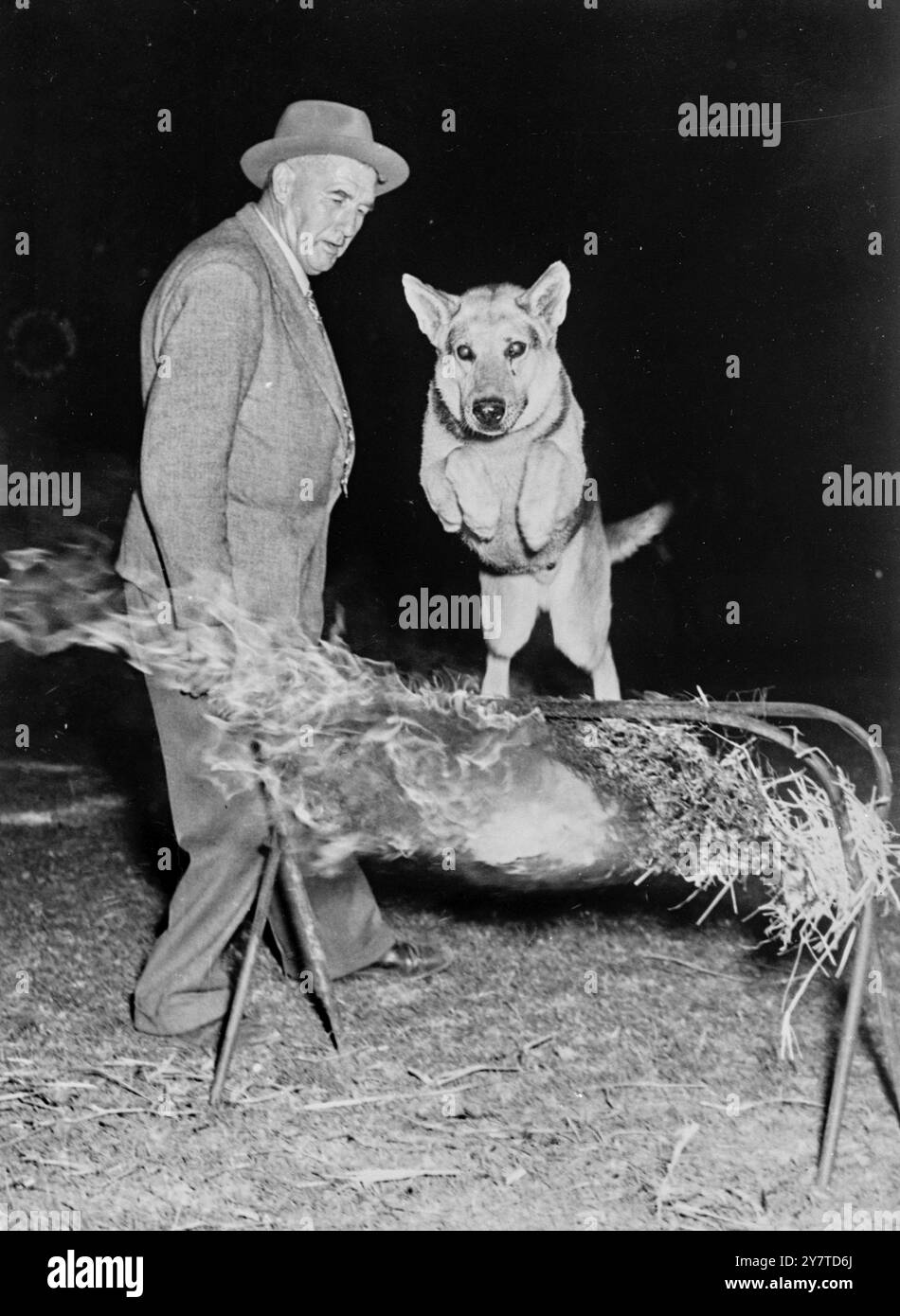 DER DIAMANT-HUND ignoriert furchtlos die brennenden Flammen. Dieser Wachhund der Diamantenminen von de Beers zeigt eine brillante Facette seiner Arbeit, als er bei einer nächtlichen Ausstellung in Kapstadt, Südafrika, ein glühendes Hindernis überspringt. Der Hund gehört zu den Minen, die von Mr. G. Mandy ausgebildet wurden, der in der Nähe (links) bleibt, während seine Schüler ihre Show durchlaufen. 13. März 1950 Stockfoto