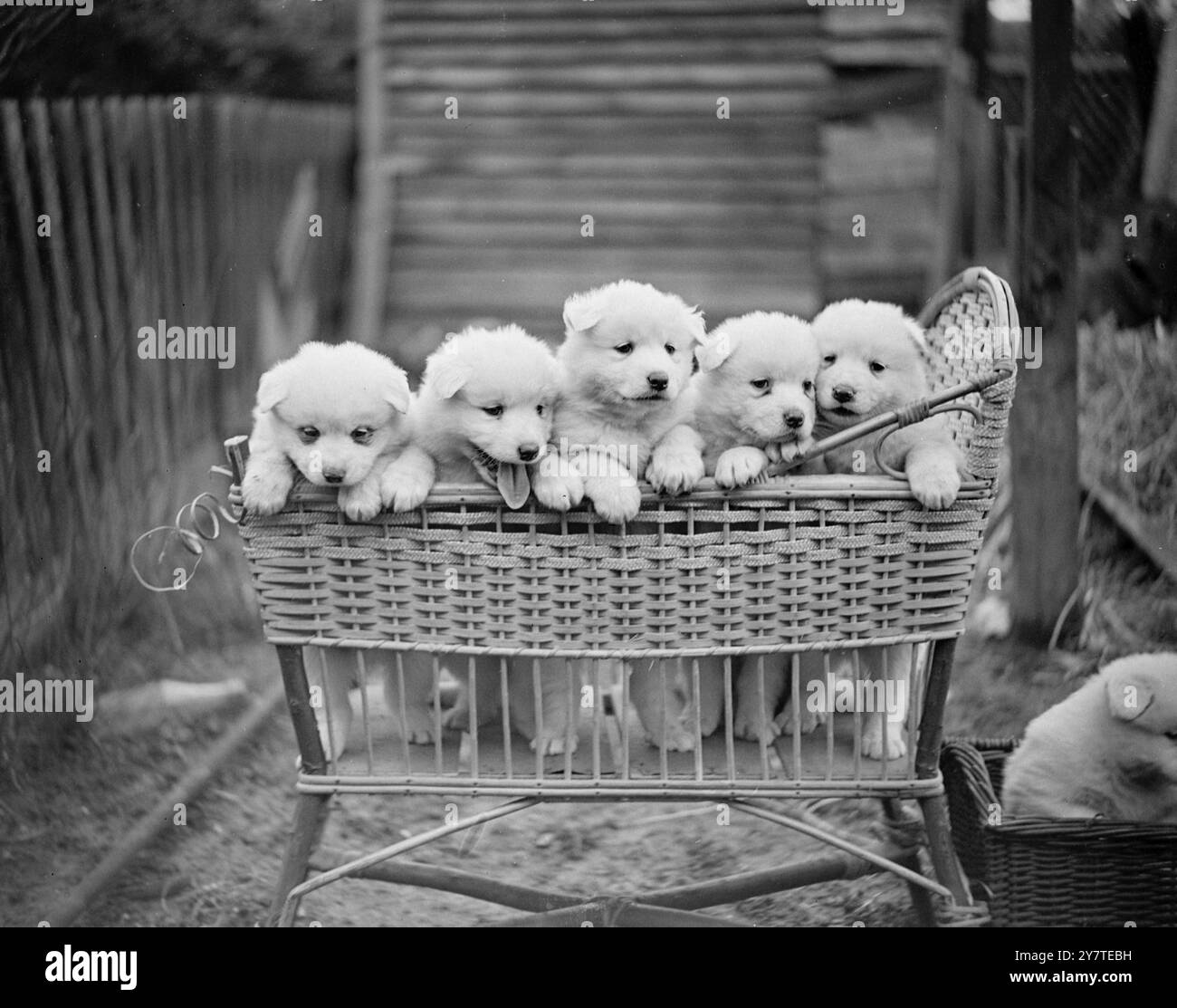 FÜNF IN Einem FIX gibt es eine sehr gesunde Jugendliche sehnen sich nach Unfug in den absichtlichen Augen dieser fünf Stammbaum-Samoyed-Welpen, aber sie sind sicher unser von Schaden Weise ist eine weggeworfene Babywiege. Die fünf Wochen alten Welpen gehören Mrs. J. Alldis aus Kingsbury, Middlesex. Stockfoto