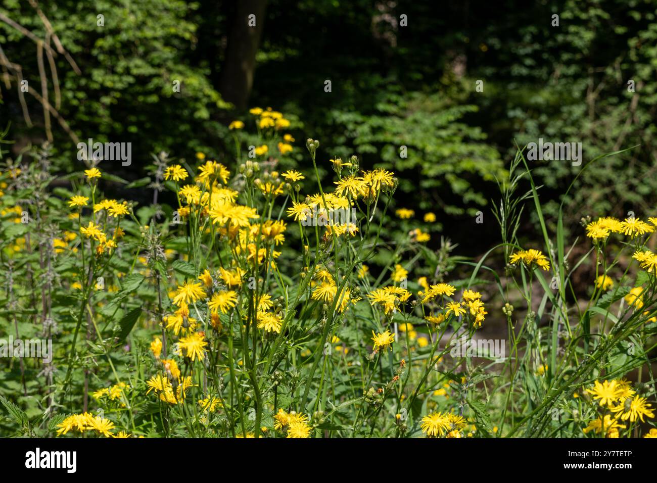 GELBE BLÜTEN VON CREPIS BIENNIS AUF EINER WIESE Stockfoto