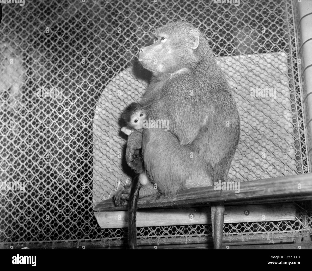 Die andere Seite des Drahtes ist ein erschreckender Ort für einen Jungen. Deshalb hält tot, der heilige Pavian aus Abessinien, der kürzlich im Londoner Zoo geboren wurde, eng an ihre verbotenen Eltern, Mary, fest, während sie einen vorsichtigen Gipfel nimmt. TOT hat zwei Ansprüche auf Ruhm - sie ist die erste ihrer Spezies, die geboren wurde, seit Monkey Hill vor acht Jahren im Blitz beschädigt wurde - und sie stammt aus einer Linie, die einst von den alten Ägyptern verehrt wurde. 2. Februar 1950 Stockfoto