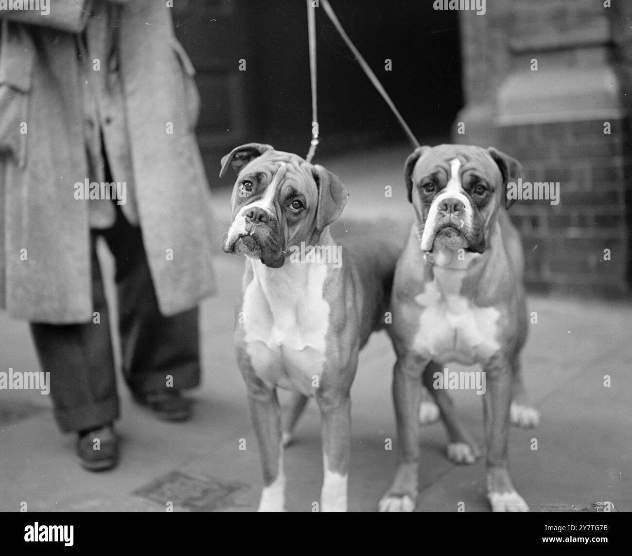 STOLZE TEILNEHMER AN DER BOXERSHOW 28. Januar 1950 AWLDOGG FABIAN (links) von Mr und Mrs. J W Lissenden und AWLDOGG WAGNER, zwei Teilnehmer an der offenen Show des Midland Boxer Clubs in den Central Baths, Hmpstead, Lodnon Today (Samstag). Mr. Und Mrs. Lissenden sind aus Ashford, Middlesex. Stockfoto