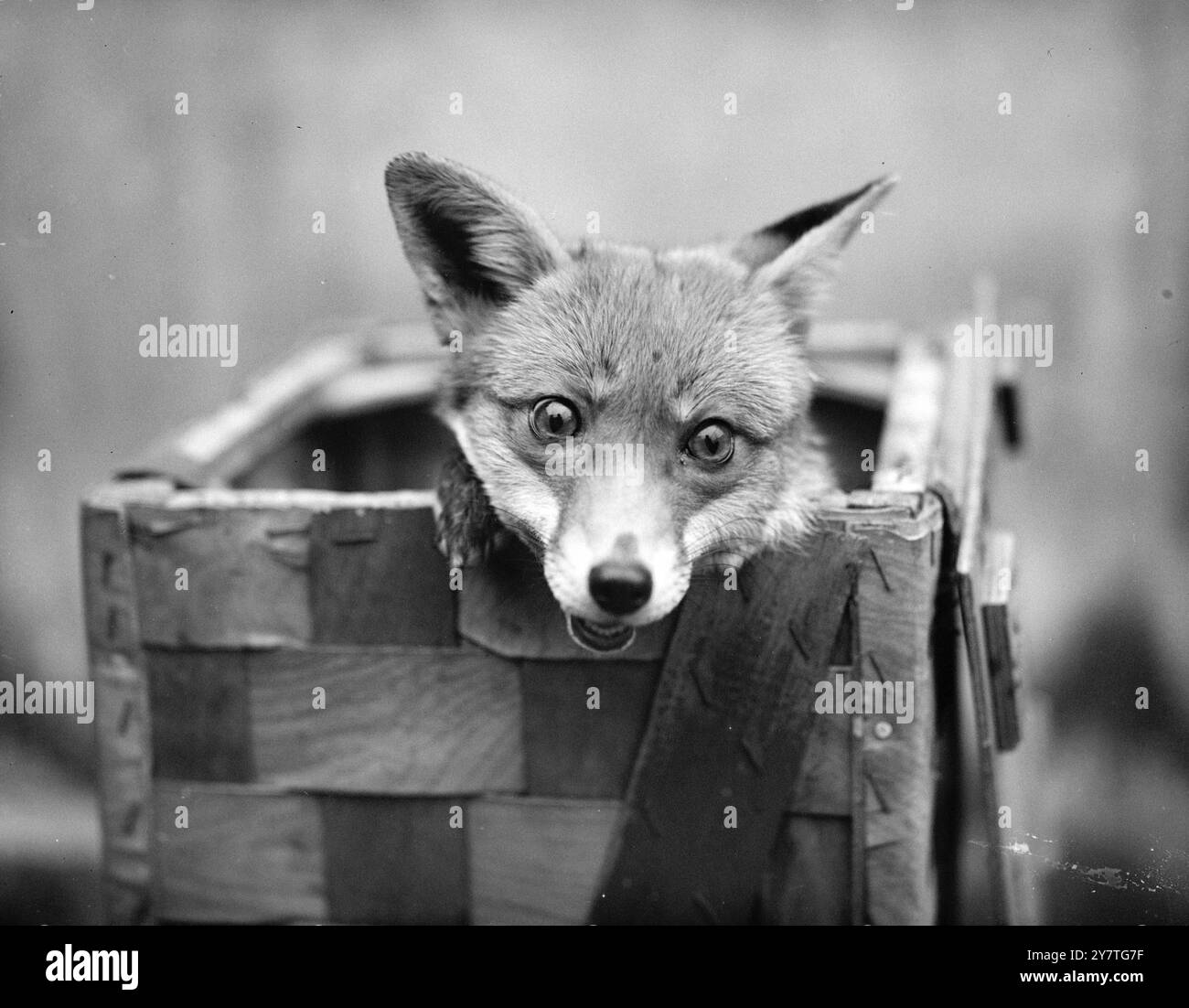 Londons Frühaufsteher -- die heute Morgen mit winterlichen Explosionen und kalten, feuchten Nebeln getroffen werden -- werden die Stirn auf den Merkmalen von MARGERY, dem Fuchs, schätzen, der hier abgebildet ist, als sie ihren Kopf aus ihrer warmen Schlafbox im Londoner Zoo wirft. 28. Januar 1950 Stockfoto