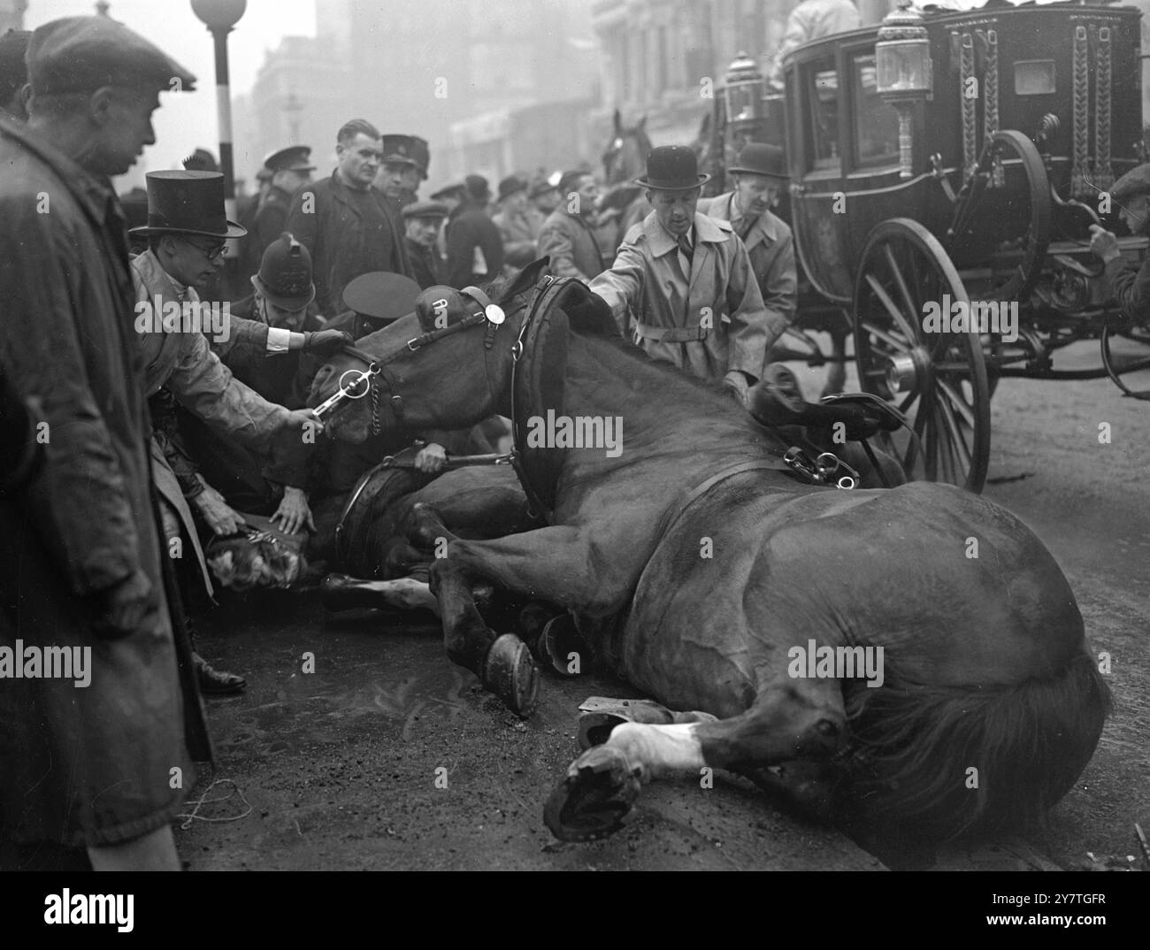 PFERDE FALLEN ALS PENSIONIERENDER LORD MAYOR FAHRTEN IN LORD MAYOR ZEIGEN die Szene, in der man versucht, Pferde aufzuziehen, die in der Queen Victoria Street, E.C., gestolpert und gefallen sind. Heute, als sie die staatliche Kutsche des pensionierenden Lord Mayor ziehen. Alderman Sir George Aylwen, in der Schauprozession des Lord Mayor zu den königlichen Justizgerichten in der Strange. Die vier Pferde zogen die Kutsche – es wird berichtet, dass sie in die Zuschauermenge geschoben haben. Der Vorfall ereignete sich nach starkem Regen. 9. November 1949 Stockfoto