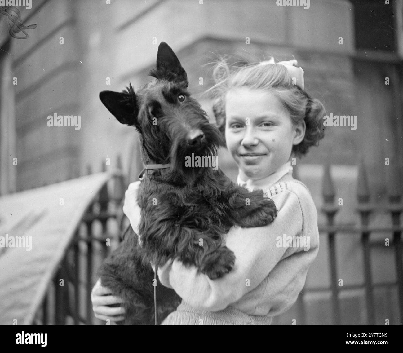 MÄDCHEN UND ( HUNDEFREUNDE) FREUNDE von Scotty Dogs hatten heute einen Tag, an dem sie ihren Fantasien nachgehen konnten, als die Scottish Terrier Breeders and Exponors Association ihre Meisterschaftsschau in Trinity Hall, der Great Portland Street, in London veranstaltete. Unter den Einträgen waren Tattie von Orestan, im Besitz von Miss P.F. Rackham aus Teddington, Middlesex, hier im Wappen von Miss Kathleen Nicholson, 11 Jahre alt, ebenfalls aus Teddington. 1. November 1949 Stockfoto