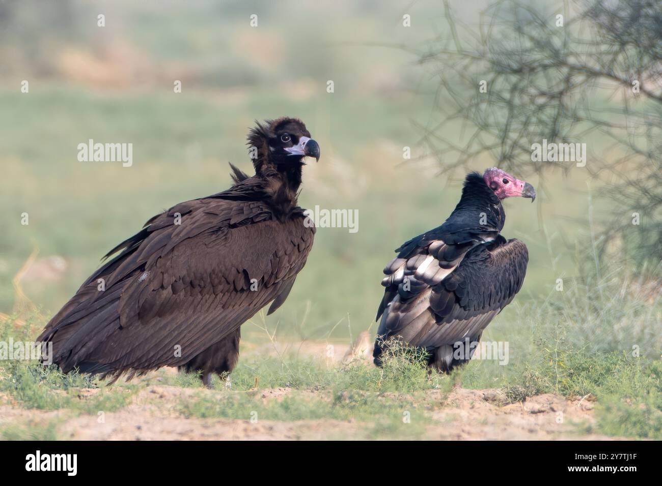 Aegypius monachus (Aegypius monachus) und Rotgeier (Sarcogyps calvus) im Wüstennationalpark, Rajasthan, Indien Stockfoto