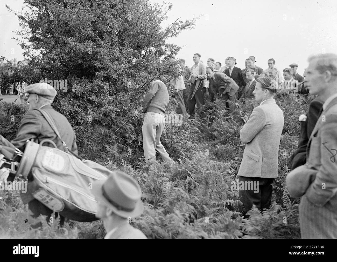 Ein Ball auf dem Grün ist zwei Wert im Busch! Tadworth , England : der US Ryder Cup-Golfspieler Johnny Palmer hat auf dem Walton Heath Golf Course ein wenig Schwierigkeiten, während er einen Ball unter einem Busch am 14. Loch spielt, während er mit dem jungen britischen Golfspieler E B Wlliamson ( Wollaton Park ) für die Professional Golfers' Match-Play Championships of Great Britain spielt. 23. September 1949 Stockfoto