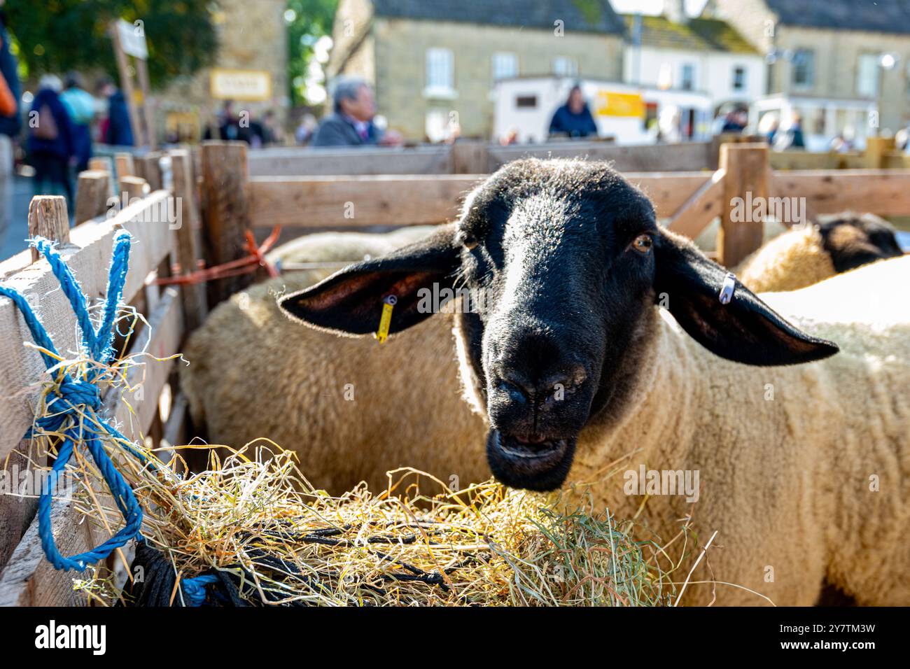 Black Faced Sheep, Masham Sheep Fair, Masham, bei Ripon, North Yorkshire, UK Stockfoto
