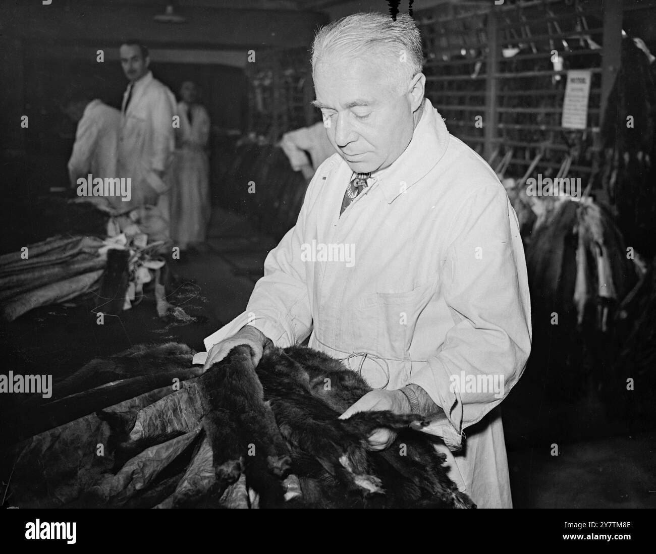 Felle in 35 Sorten bei Hudson Bay Salein LondonLondons Autumn Pelzverkauf begann mit dem Verkauf der Hudson Bay Company in Garlick Hill. In den Katalogen finden sich über 35 Pelzsorten, und viele Käufer aus Übersee , einschließlich Amerika , für Hunderttausende von Fellen. Fotoshows: Herr Louis Brimberg, Vertreter der American Mink Company o fNew York, der über Nerzfelle im Lagerhaus der Hudson Bay Comapny in London am 2. Oktober 1946 nachsieht Stockfoto