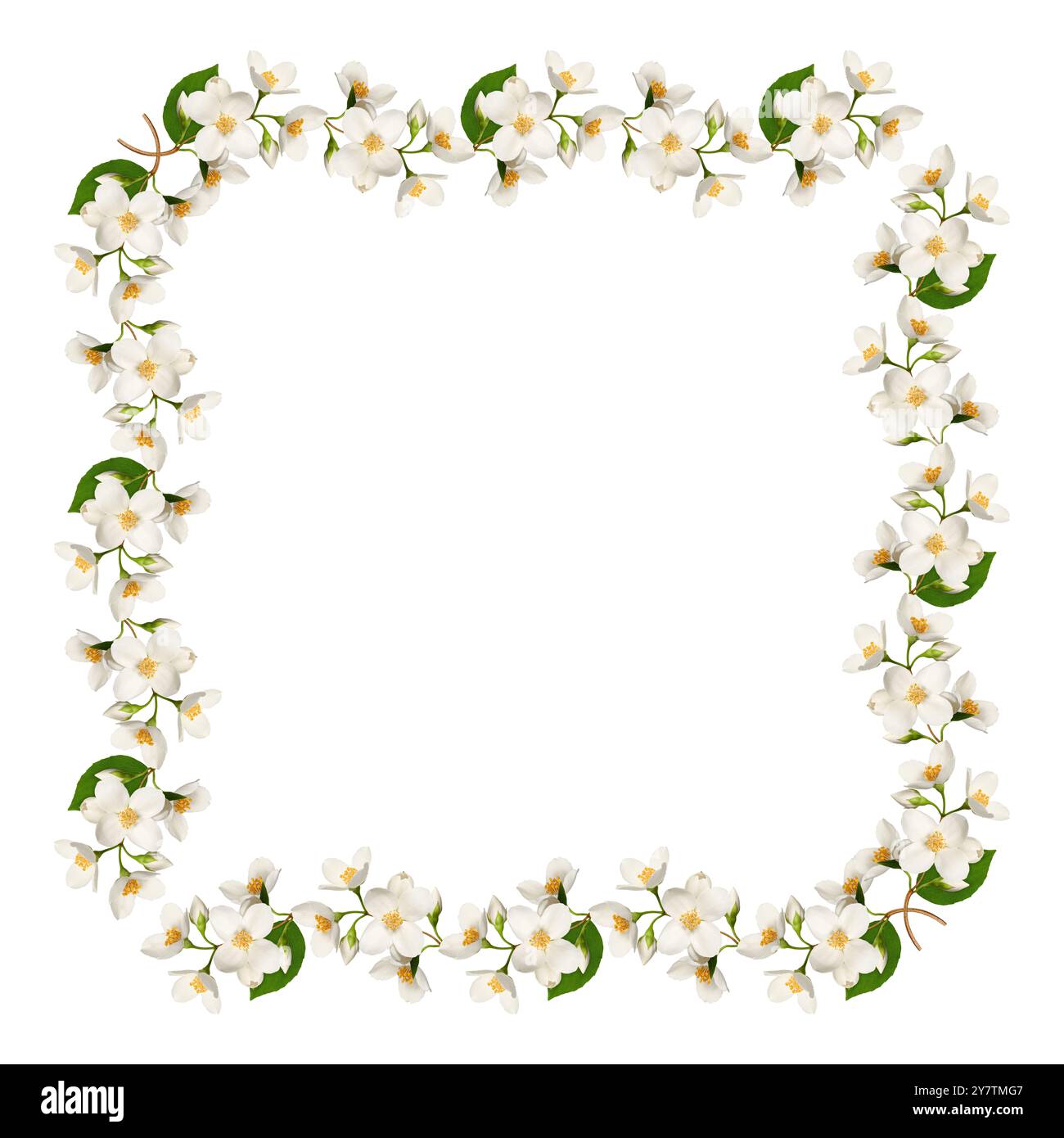 Ein quadratischer festlicher Rahmen aus Jasminblüten isoliert auf weißem Hintergrund. Stockfoto