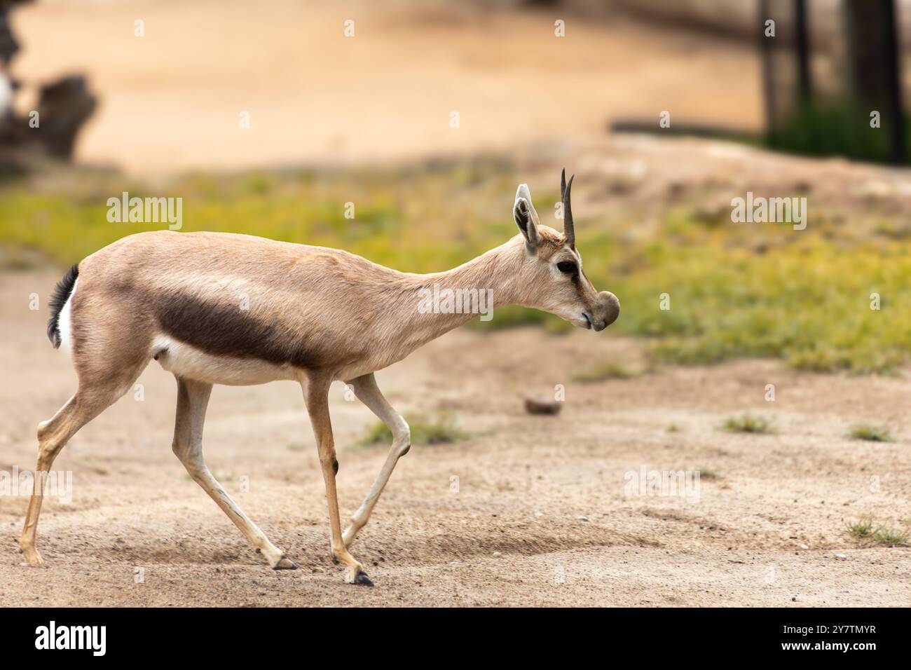 Spekes Gazelle ist die kleinste Gazelle. Sie ist auf das Horn von Afrika beschränkt, wo sie steinige Pinsel, Grassteppen und halb d besiedelt Stockfoto