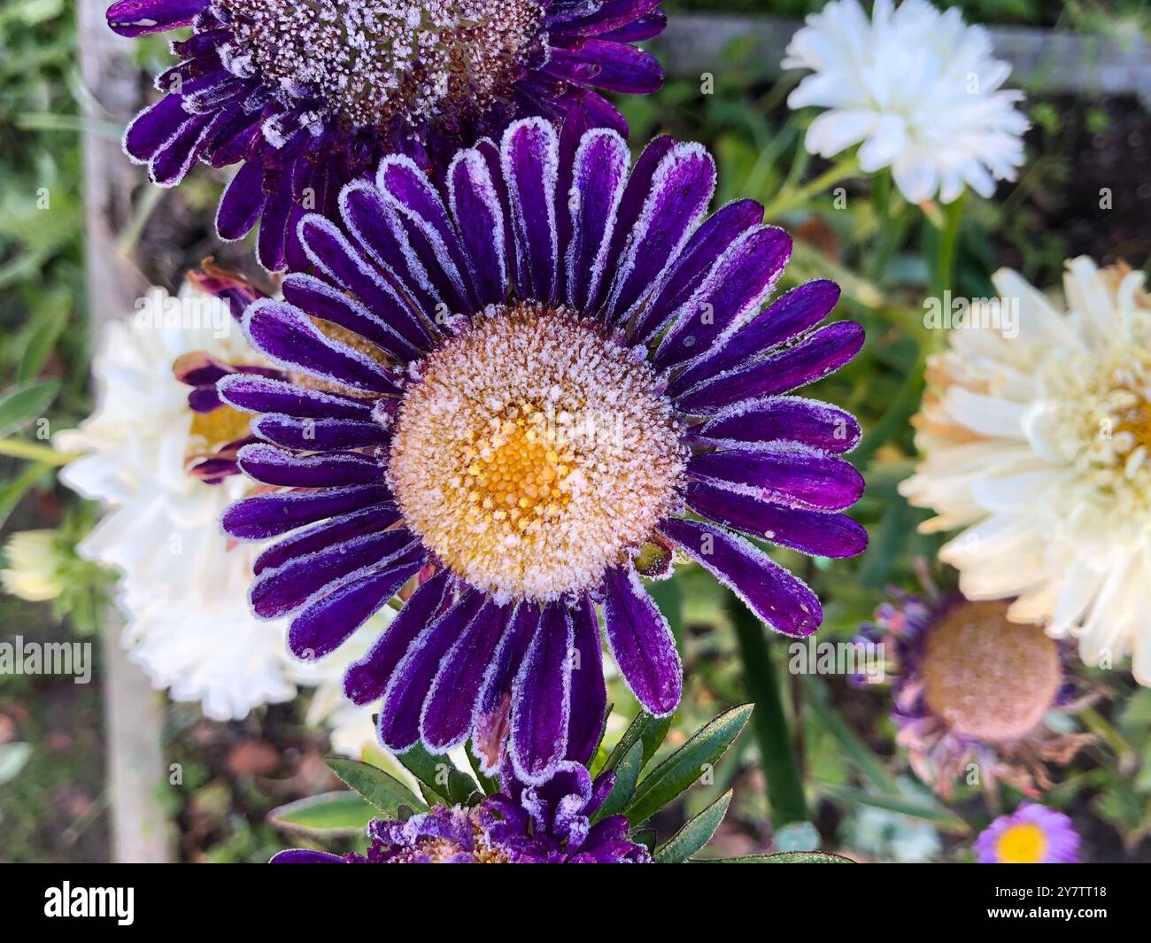 Mehrfarbige Asterblumen bedeckt mit weißem Frost nach den ersten Herbstfrösten Hochwinkelansicht Stockfoto