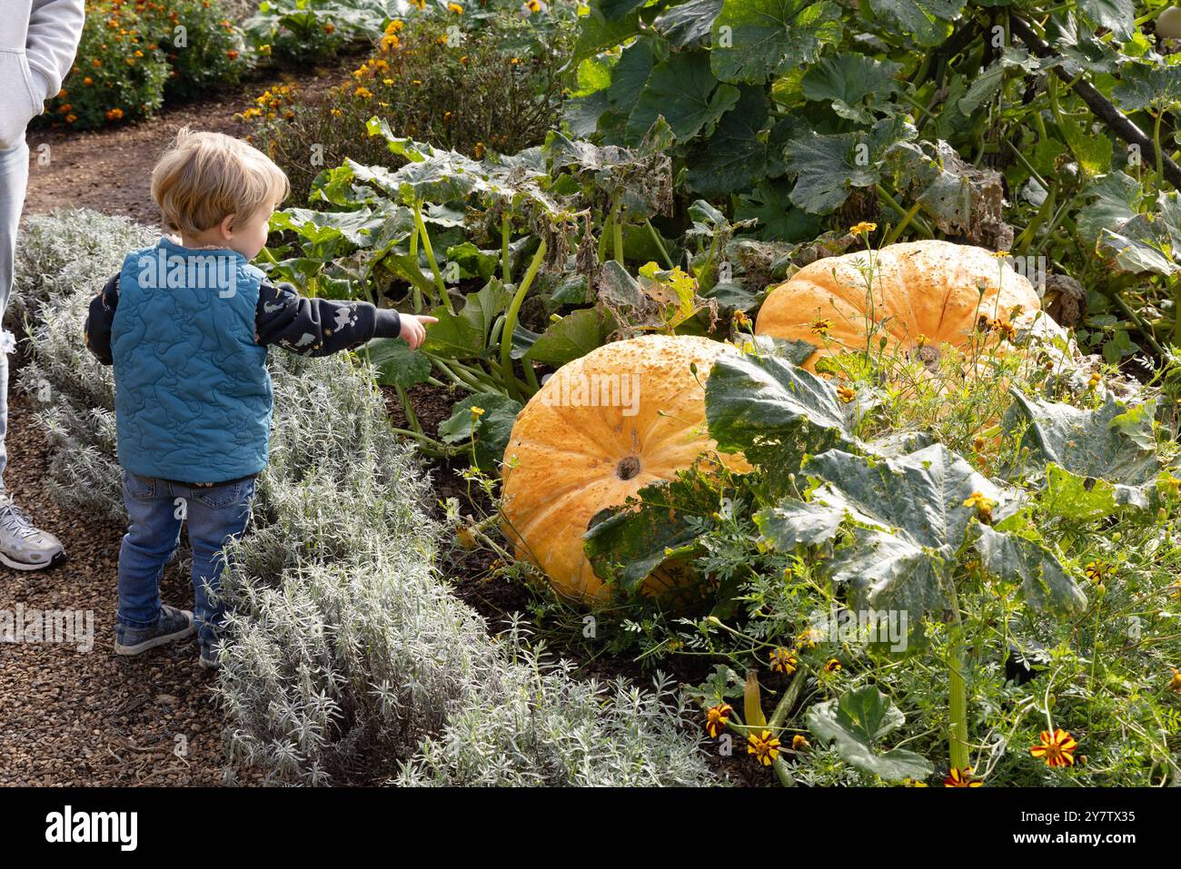 Ein kleines Kind, das riesige Kürbisse sieht, die in der Herbstsonne in einem Kürbisfeld wachsen, bereit für halloween, Großbritannien. Kürbisse UK Stockfoto