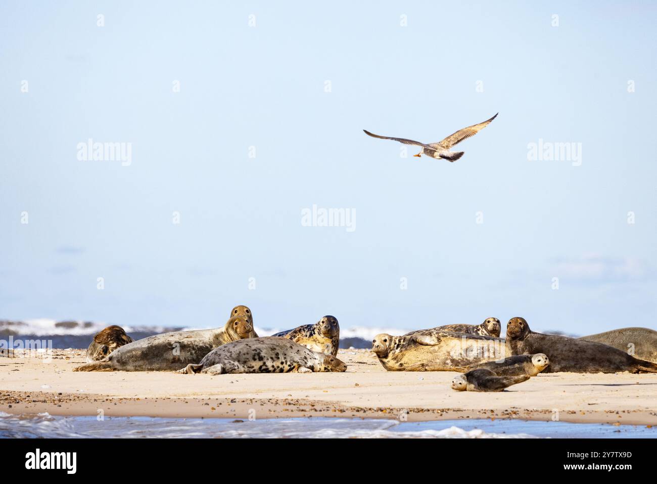 Britische Tierwelt: Eine Möwe, die über eine Gruppe von Graurobben (Halichoerus grypus) an der Nordküste von Norfolk am Blakeney Point, Blakeney Norfolk UK, fliegt Stockfoto