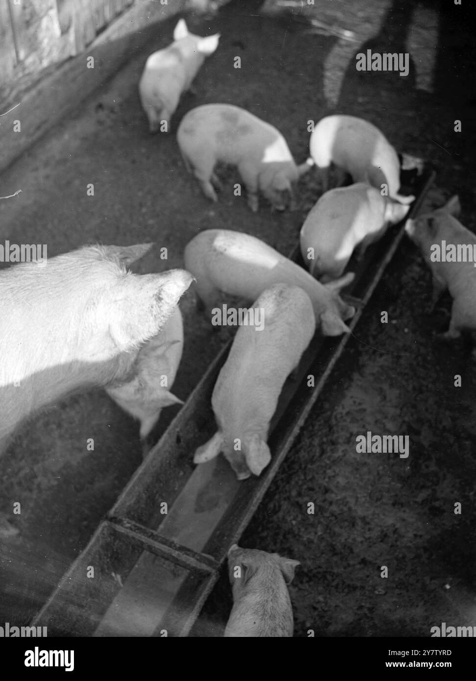 US-GESCHÄFTSMANN UNTERHÄLT DIE GRÖSSTE SCHWEINEFARM GROSSBRITANNIENS; WARTET AUF DEN LEBENSMITTELZUG ein amerikanischer Geschäftsmann, Herr charles J Lytle, besitzt die größte Schweinefarm auf den Britischen Inseln. Am Stadtrand von London wird die Farm auf modernsten Strecken betrieben, mit Backsteinböden und einer kompletten Eisenbahn mit Anhängern, um Lebensmittel von einem Teil zum anderen zu transportieren. Hier wird eine große Anzahl feiner Schweinefleisch auf Schrott von umliegenden Hotels und Restaurants gezüchtet. Mr. Lytle kämpfte mit der britischen Armee im letzten war und lebt seitdem hier. Er spielt auch in diesem Kampf seine Rolle, indem er bei der Bekämpfung von Nahrungsmitteln hilft Stockfoto