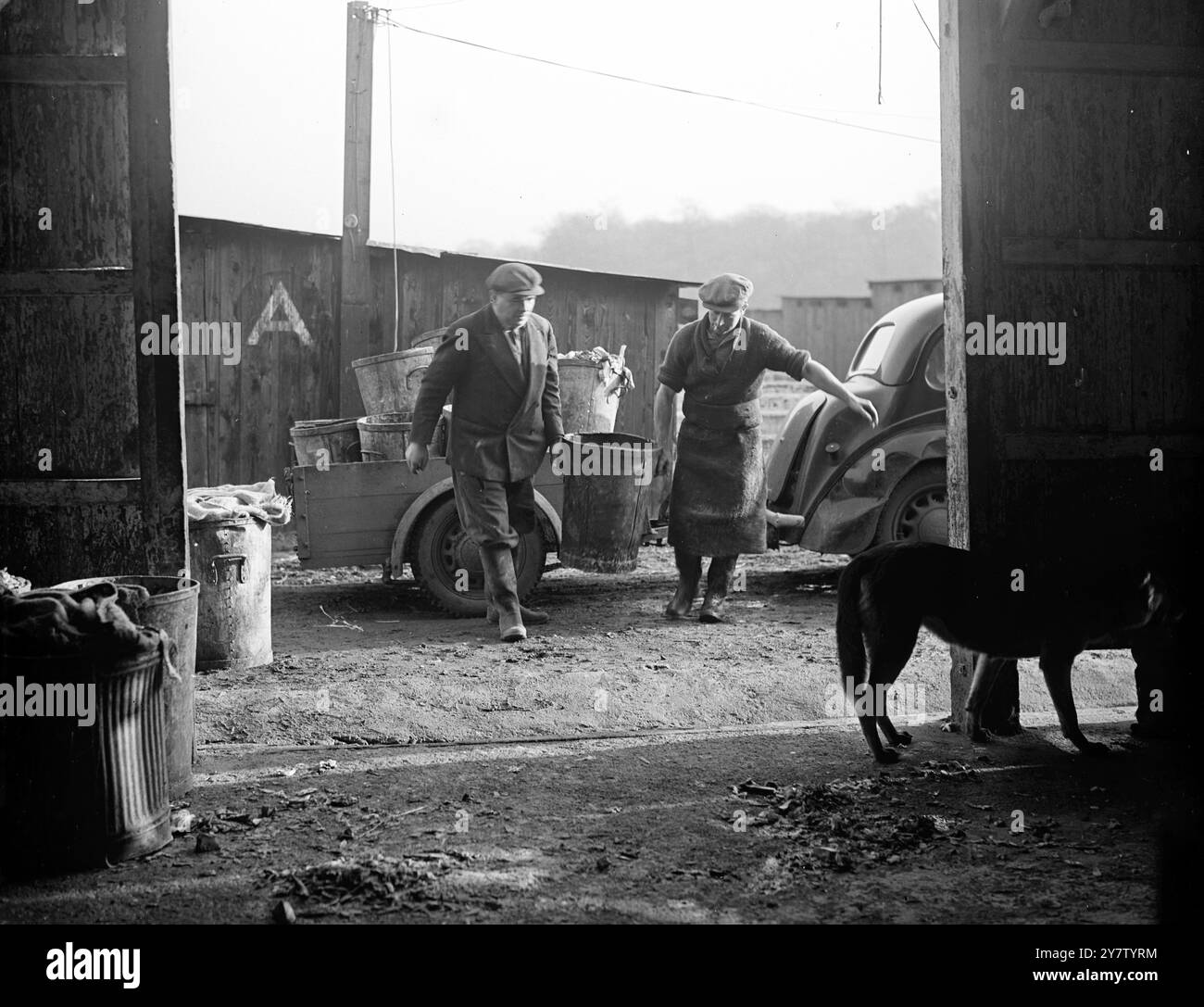 US-GESCHÄFTSMANN HÄLT GRÖSSTE SCHWEINEFARM IN GROSSBRITANNIEN HOTELRESTE MACHEN FETTE SCHWEINE ein amerikanischer Geschäftsmann, Mr. charles J Lytle, besitzt die größte Schweinefarm auf den Britischen Inseln. Am Stadtrand von London wird die Farm auf modernsten Strecken betrieben, mit Backsteinböden und einer kompletten Eisenbahn mit Anhängern, um Lebensmittel von einem Teil zum anderen zu transportieren. Hier wird eine große Anzahl feiner Schweinefleisch auf Schrott von umliegenden Hotels und Restaurants gezüchtet. Mr. Lytle kämpfte mit der britischen Armee im letzten war und lebt seitdem hier. Er spielt auch in diesem Kampf seine Rolle, indem er hilft, Lebensmittel zu bekämpfen Stockfoto