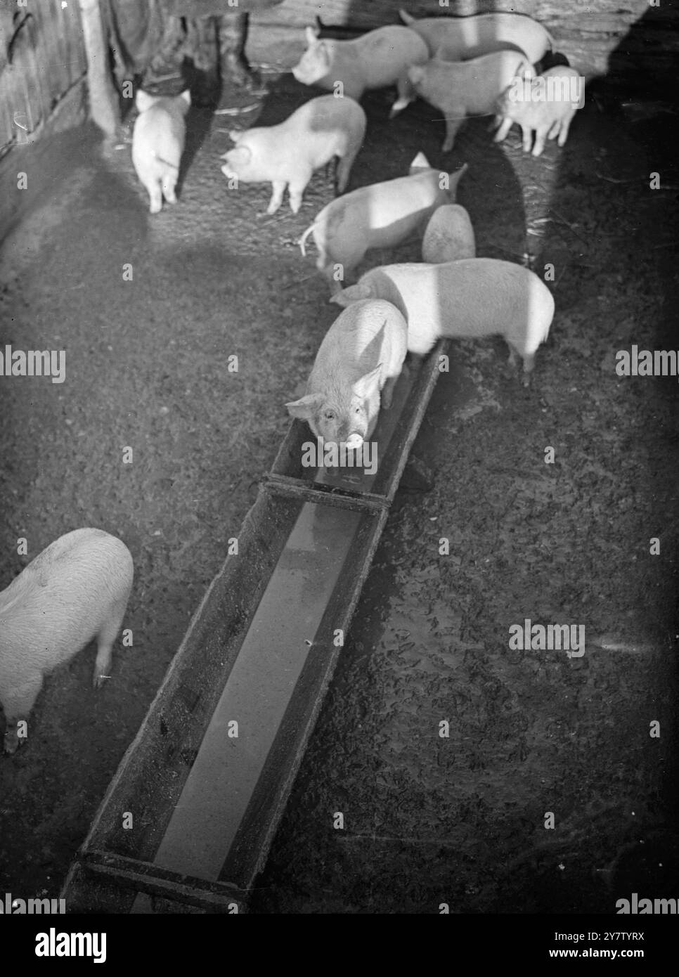 US-GESCHÄFTSMANN UNTERHÄLT GRÖSSTE SCHWEINEFARM GROSSBRITANNIENS - DINNER TIMEEEn US-Geschäftsmann charles J Lytle besitzt die größte Schweinefarm auf den Britischen Inseln. Am Stadtrand von London wird die Farm auf modernsten Strecken betrieben, mit Backsteinböden und einer kompletten Eisenbahn mit Anhängern, um Lebensmittel von einem Teil zum anderen zu transportieren. Hier wird eine große Anzahl feiner Schweinefleisch auf Schrott von umliegenden Hotels und Restaurants gezüchtet. Mr. Lytle kämpfte mit der britischen Armee im letzten war und lebt seitdem hier. Er spielt auch in diesem Kampf seine Rolle, indem er zur Bekämpfung der Nahrungsmittelknappheit beiträgt. Foto Stockfoto