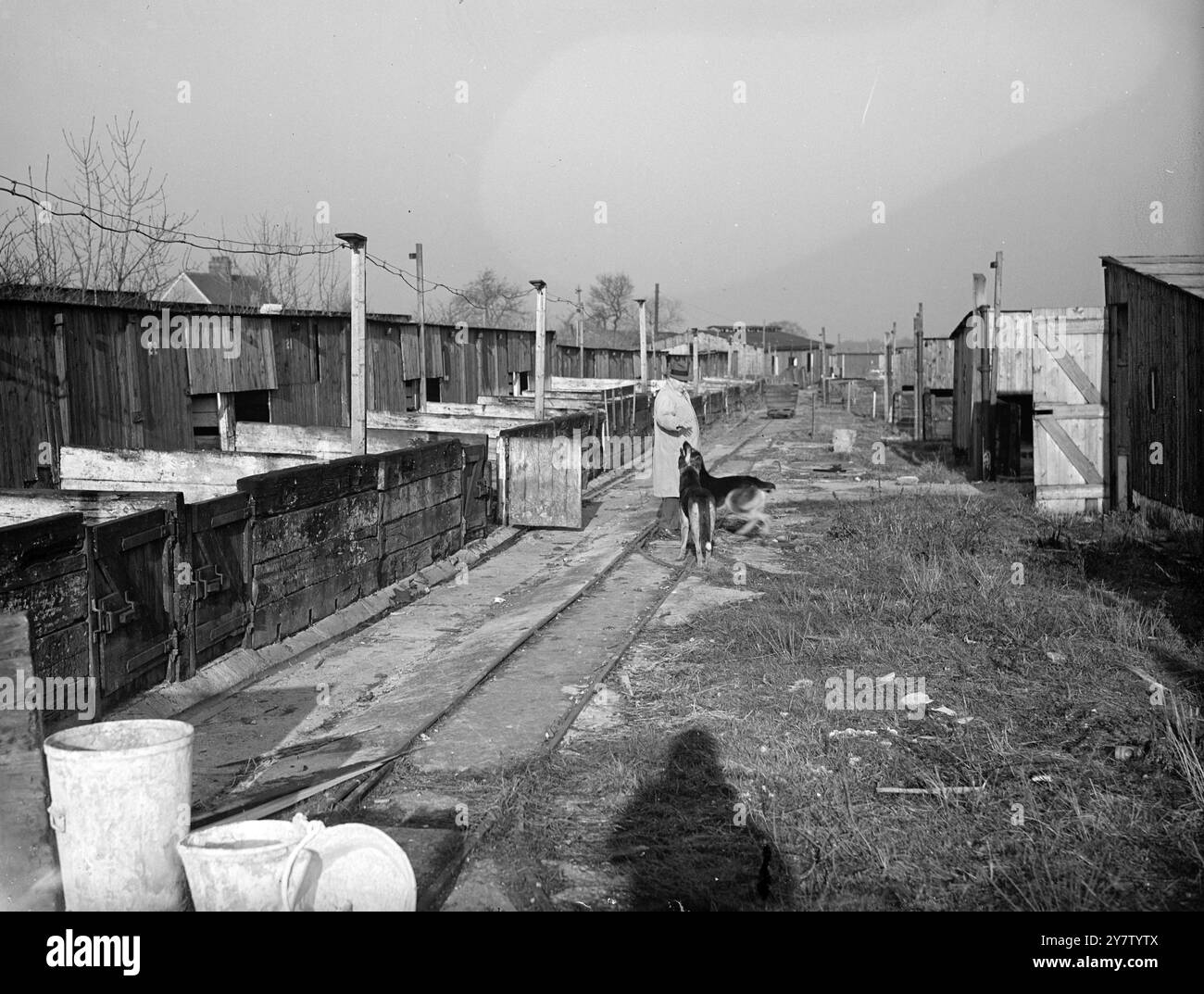 US-GESCHÄFTSMANN HÄLT DIE GRÖSSTE SCHWEINEFARM GROSSBRITANNIENS Eine BOMBE UNTER DEN STILEN ein amerikanischer Geschäftsmann, Mr. charles J Lytle, besitzt die größte Schweinefarm auf den Britischen Inseln. Am Stadtrand von London wird die Farm auf modernsten Strecken betrieben, mit Backsteinböden und einer kompletten Eisenbahn mit Anhängern, um Lebensmittel von einem Teil zum anderen zu transportieren. Hier wird eine große Anzahl feiner Schweinefleisch auf Schrott von umliegenden Hotels und Restaurants gezüchtet. Mr. Lytle kämpfte mit der britischen Armee im letzten war und lebt seitdem hier. Er spielt auch in diesem Kampf seine Rolle, indem er zur Bekämpfung von Nahrungsmittelknappheit beiträgt Stockfoto