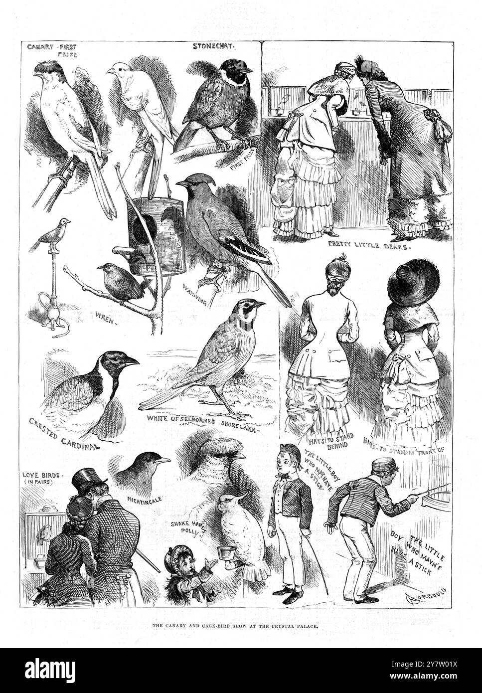 Die Kanarienvogel- und Käfigvogelshow im Kristallpalast 1883 Canary Stonechat Wren Waxwig hat Kardinalweiß von Selbornes Lerche Nightingale Parrrot gezeichnet Stockfoto