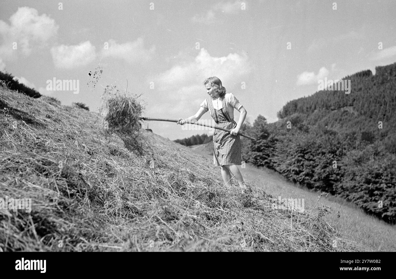 LÄNDLICHER FRIEDEN IM INDUSTRIELLEN RUHRGEBIET Foto zeigt: Ein deutsches Mädchen, das in rollendem Ruhrland Heuernte ohne Schornstein oder kriegszerstörtes Gebäude in Sicht hat. Ein Merkmal des Ruhrgebiets ist die ländliche Gegend zwischen den Industriestädten. 15. Juli 1946 Stockfoto