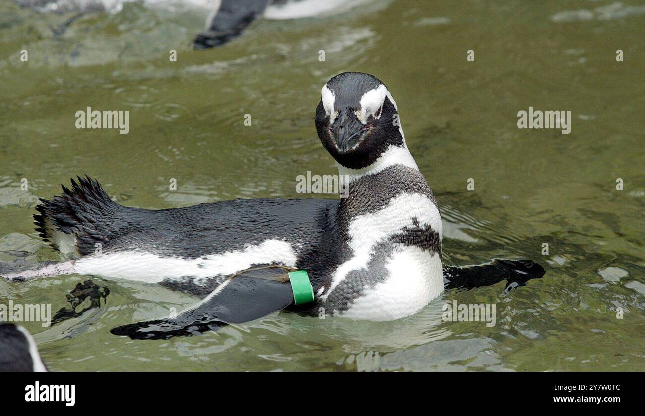 San Francisco, Kalifornien, einige der 46 Magellan-Pinguine im Zoo von San Francisco, die seit Weihnachten im Kreis schwimmen, nachdem sechs Pinguine aus Sea World in Aurora Ohio der Gruppe angehören. Normalerweise würden die Pinguine Mitte Februar auf Penguin Island Tell gegraben und im April waren Eier zu sehen. Sie schwimmen den ganzen Tag und ruhen sich nachts aus. Die Erwarteten sind sich nicht sicher, was die Vögel dazu veranlasst, so seltsam zu wirken. Fotos, aufgenommen am Montag, 20. Januar 2003. Stockfoto