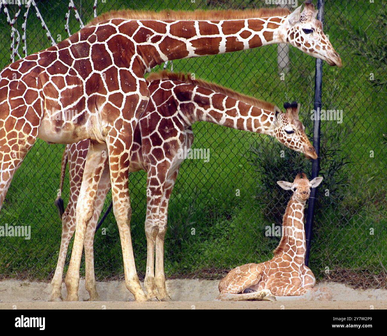 Oakland, Caliornia: Die neue Babygiraffe des Oakland Zoo wird am Mittwoch, 26. Dezember 2001, von einem anderen Herdenmitglied begrüßt. Die Babygiraffe wurde am 11. Dezember 2001 geboren und wiegt 150 kg und ist 1,5m groß. Die Beamten des Oakland Zoo hoffen, dass ein Spender genug Geld einbringt, um die Babygiraffe zu benennen, um eine neue Giraffe zu bauen, die 150 000 Dollar Kosten wird. Stockfoto