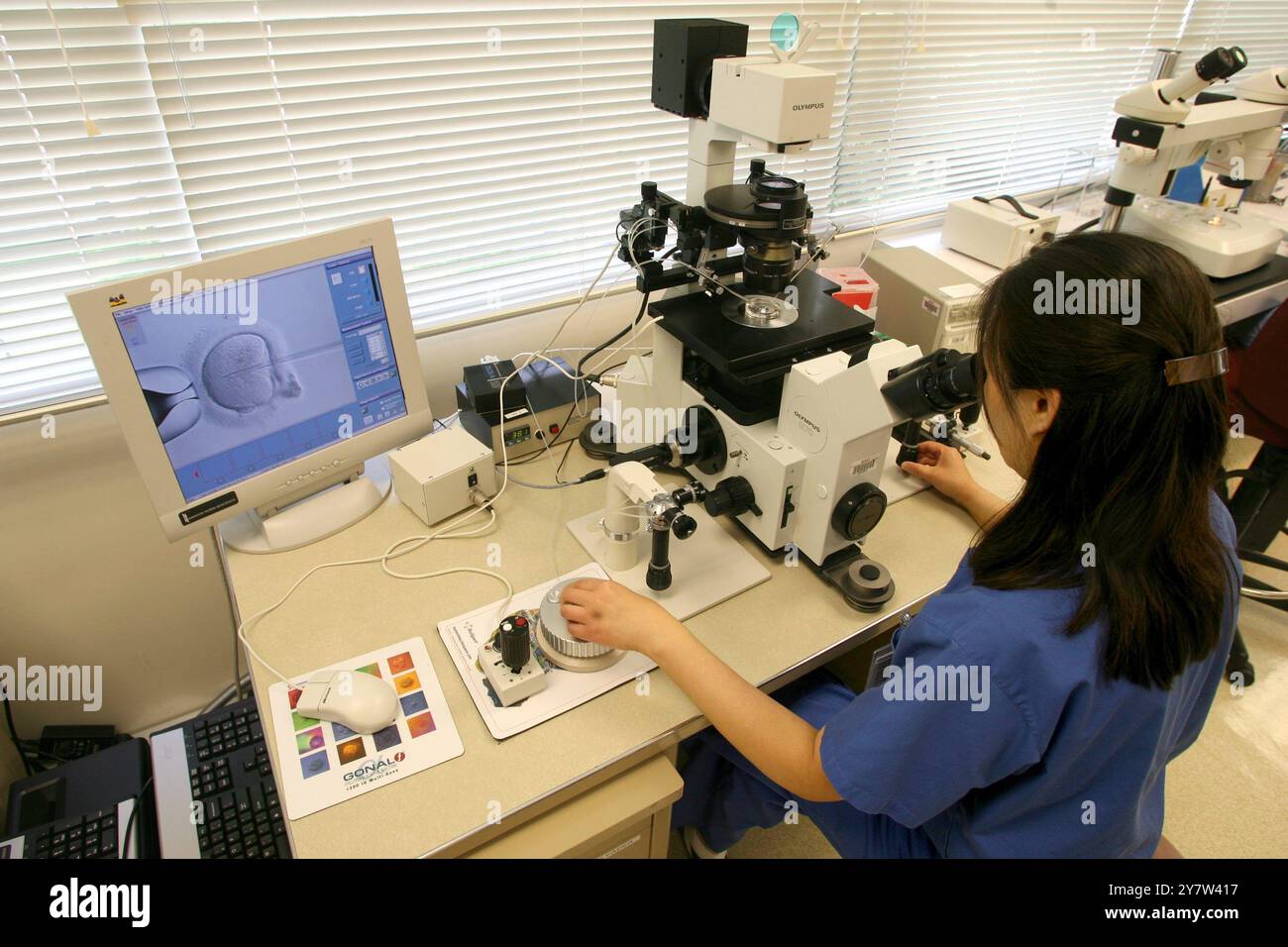 STANFORD, CA,--Jane Zhao eine Embryologin führt am Montag, den 15. Mai 2006, eine intrazytoplasmatische Spermieninjektion (ICSI) im Stanford Medical Center IVF-Labor durch. Stockfoto