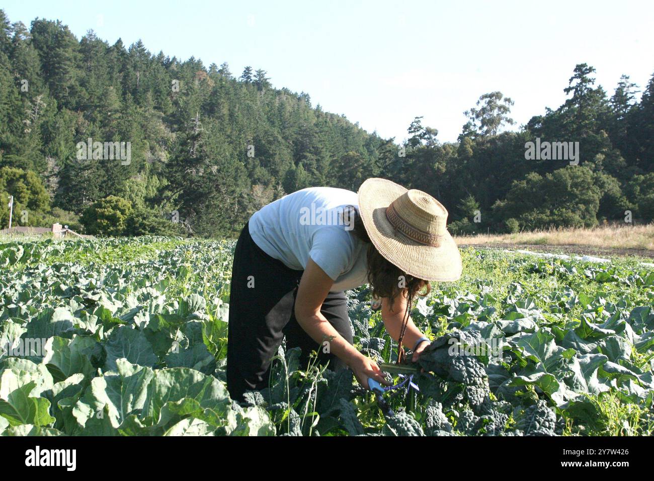 Pescadero CA Harvesting Bio Gemüsesorten Green Oaks Creek Farm and Retreat, 30. Juni 2006. Stockfoto