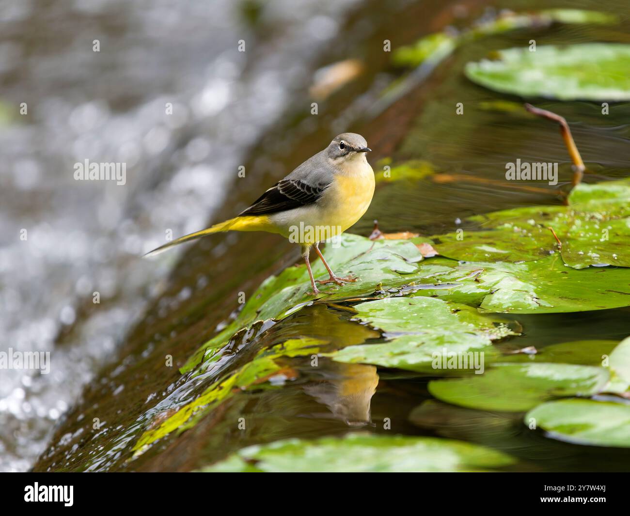 Graue Bachstelze, Motacilla cinerea, Einzelvogel auf dem Wasser, West Midlands, B902HS Stockfoto
