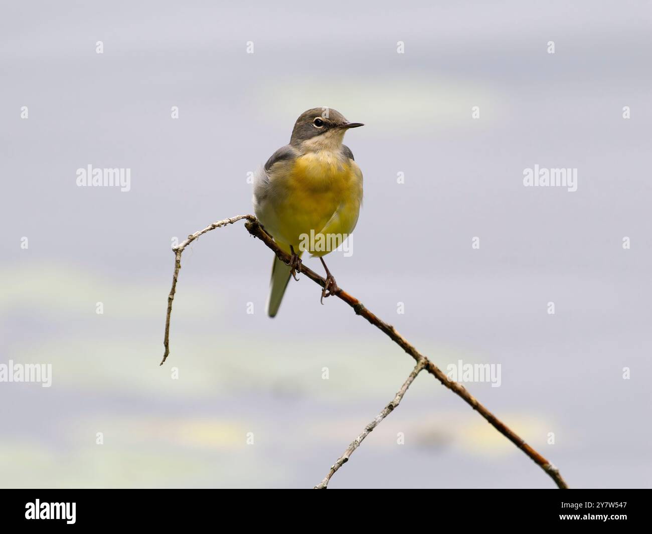 Graubachtel, Motacilla cinerea, Einzelvogel nach Zweigen, West Midlands, B902HS Stockfoto