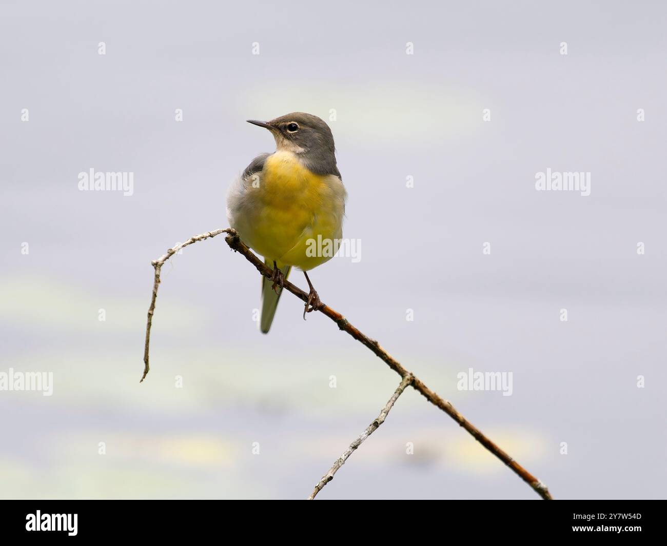 Graubachtel, Motacilla cinerea, Einzelvogel nach Zweigen, West Midlands, B902HS Stockfoto