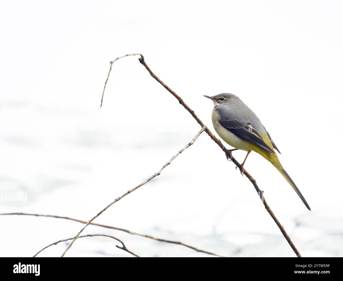 Graubachtel, Motacilla cinerea, Einzelvogel nach Zweigen, West Midlands, B902HS Stockfoto