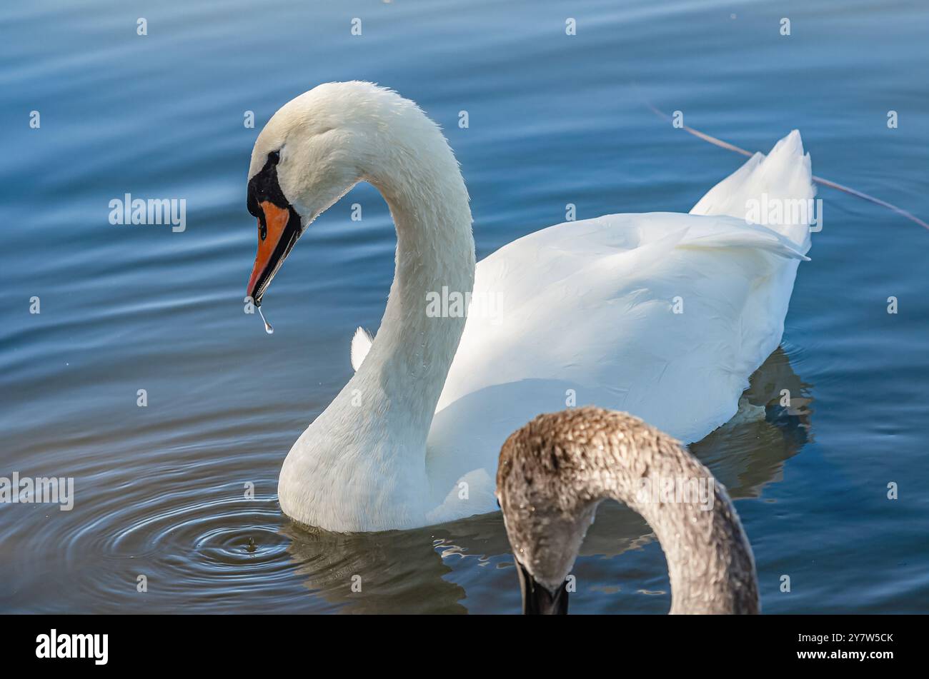 Porträt des weißen Schwans auf dem blauen See. Gebogener langer Hals. Wilde Wasservögel mit Wasser, das aus dem Schnabel tropft Stockfoto