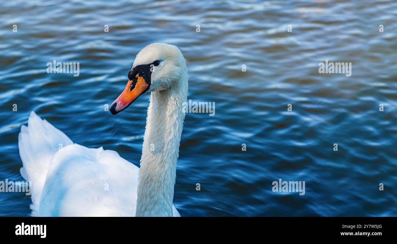 Einsamer Schwan auf dem See mit dunklen Wellen. Weißer Schwan bedeckt mit kleinen Tropfen Wasser. Blick in die Kamera Stockfoto