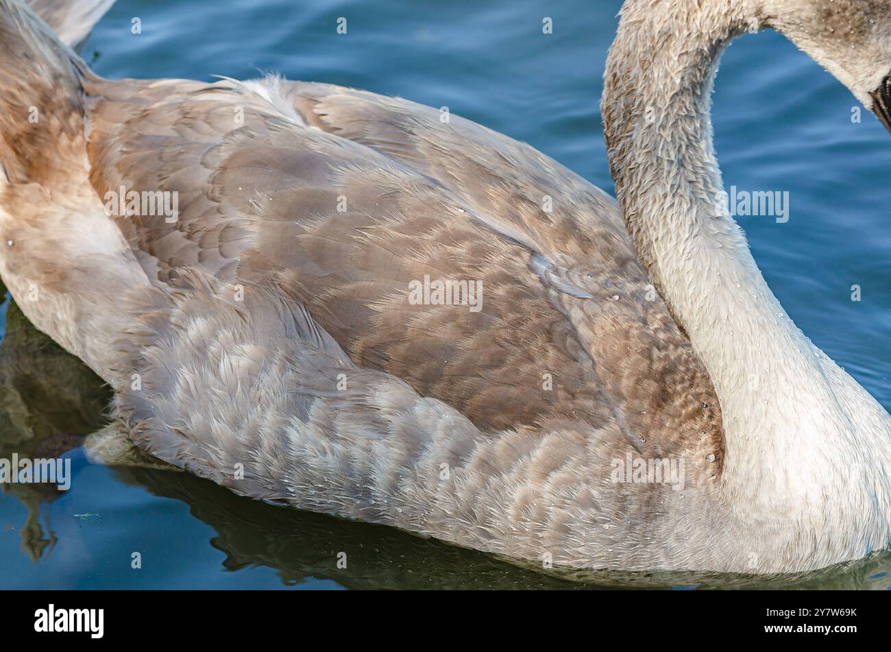 Körper aus grauem Schwan, Hals mit nassen Federn. Tropfen Wasser. Wasservögel in natürlicher Umgebung. Stockfoto