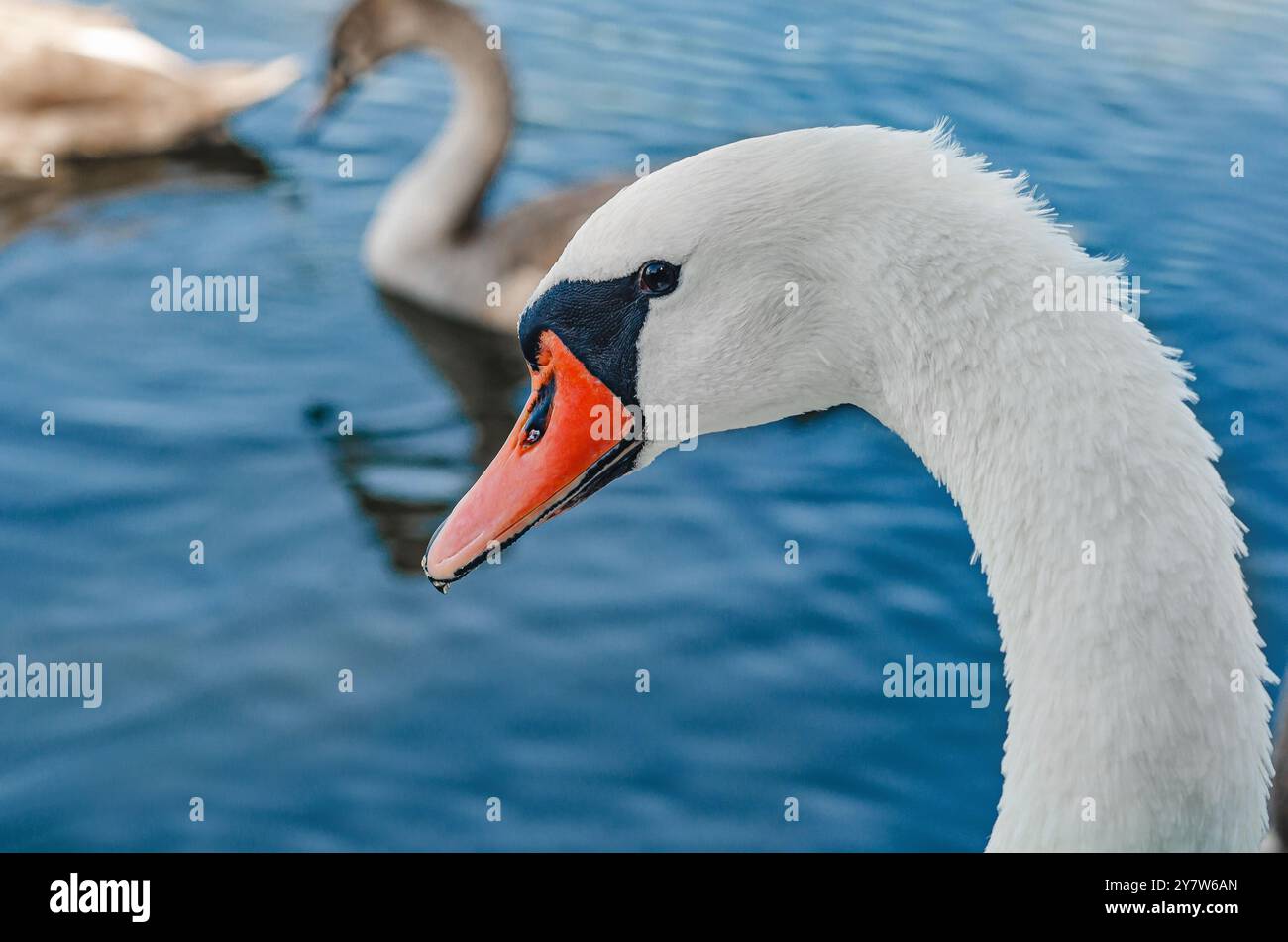 Vergrößerte Darstellung des Kopfes eines weißen Schwans mit typischem gebogenem Hals und orangefarbenem Schnabel. Unschärfe See Hintergrund Stockfoto