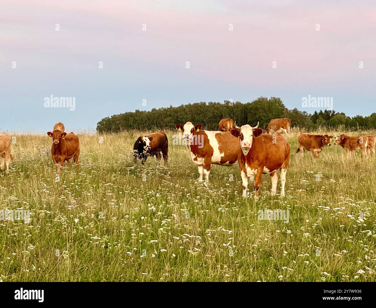 Das Foto zeigt eine ruhige Szene von Kühen, die bei Sonnenuntergang auf einem Feld an einem warmen Sommertag weiden. Stockfoto