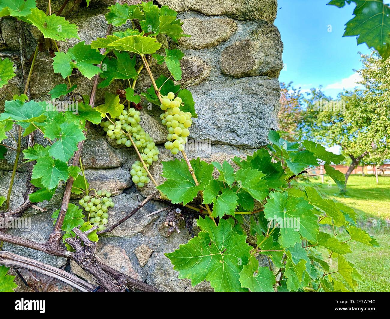 Das Bild zeigt eine Nahaufnahme von grünen Blättern und Trauben in einem Garten an einem Sommertag. - Smartphone-aufgenommenes Stockfoto