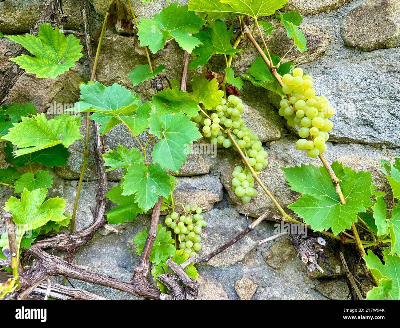 Das Bild zeigt eine Nahaufnahme von grünen Blättern und Trauben in einem Garten an einem Sommertag. - Smartphone-aufgenommenes Stockfoto