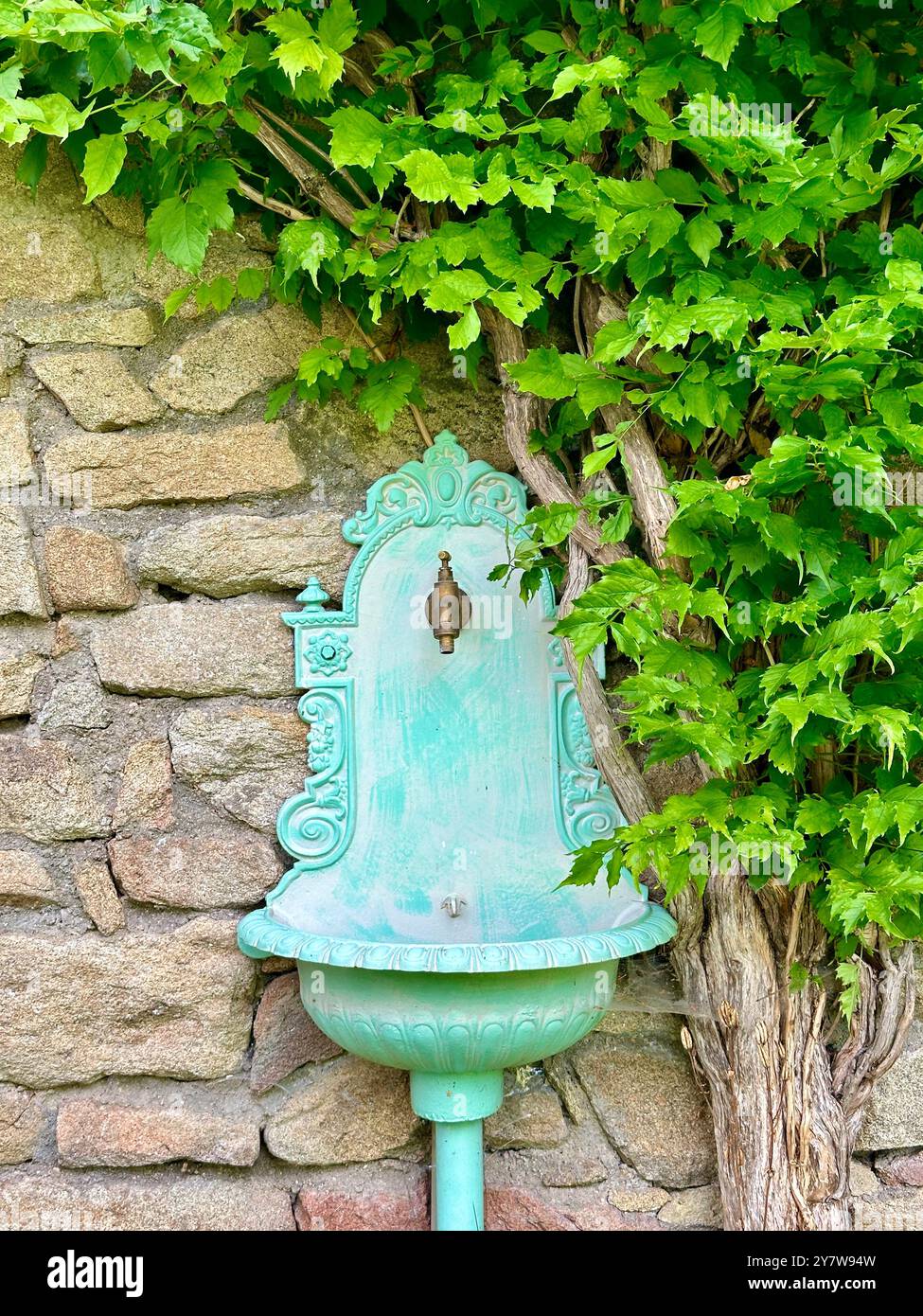 Das Bild zeigt eine Nahaufnahme von grünen Blättern und Trauben in einem Garten an einem Sommertag. - Smartphone-aufgenommenes Stockfoto