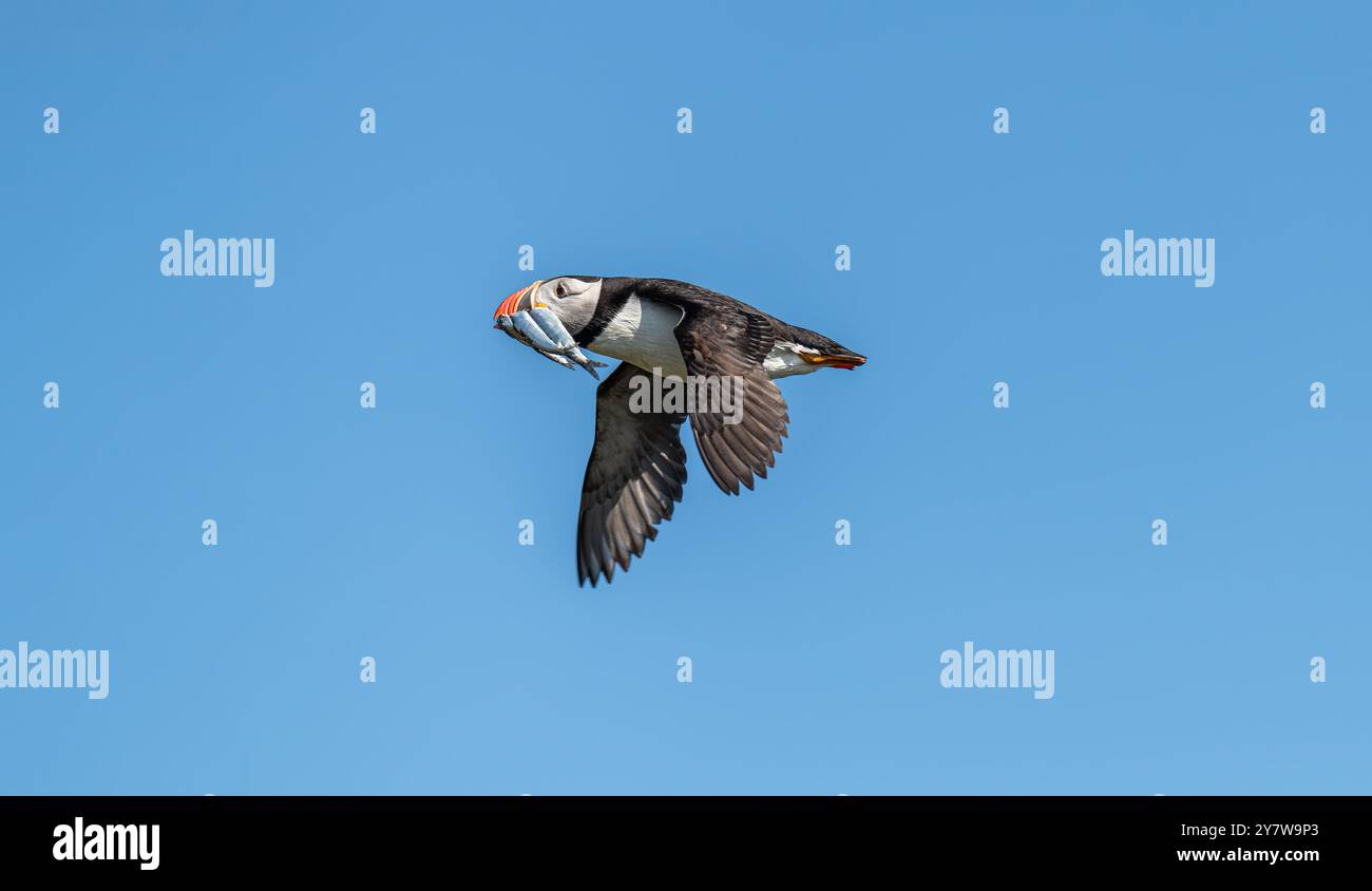 Puffin im Flug mit Sandaalen, Northumberland, England Stockfoto