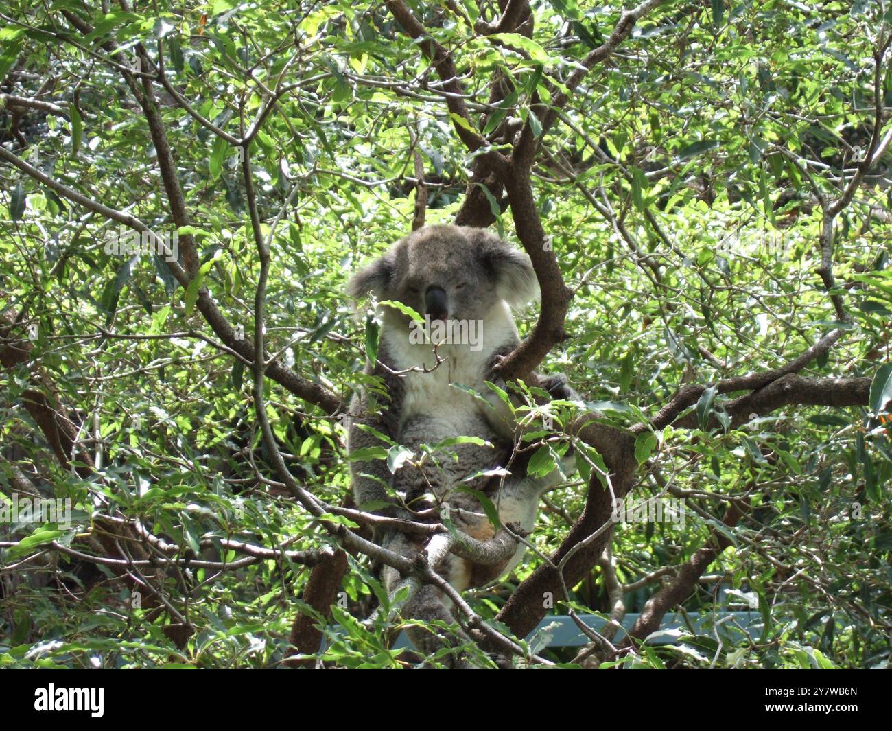 Koala im Taronga Zoo, Sydney, Australien. Der Koala (Phascolarctos cinereus) ist ein in Australien heimischer, dickbesiedelter Beutelkrautfresser und der einzige noch existierende Vertreter der Familie Phascolarctidae. Der wissenschaftliche Name des Koalas kommt vom Griechischen: Phaskolos bedeutet „Beutel“ und arktos bedeutet „Bär“. Der Cinereus-Teil ist lateinisch und bedeutet "aschfarben". Einige Leute bezeichnen den Koala als Koala-Bären, aber dies ist technisch falsch, da Koalas nicht zur Bärenfamilie gehören. Das Wort „Koala“ stammt von einem australischen Aborigine-Wort, das „kein Getränk“ bedeutet. Dies ist ein passender Name du Stockfoto
