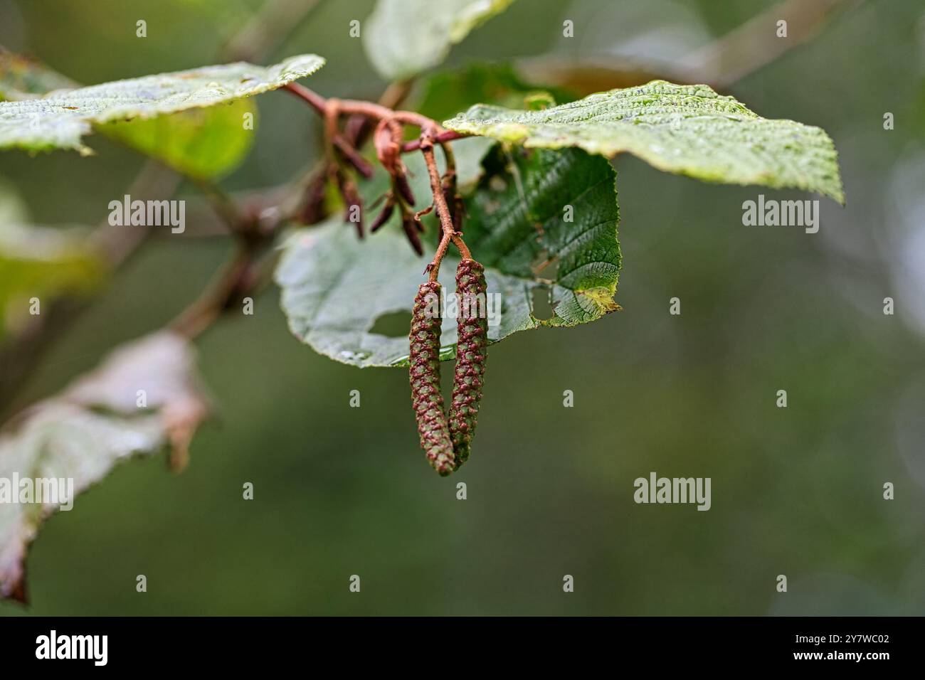 Erlenbaum Samen in Nahaufnahme Fotografie. Erle ist ein mehrstieliger kleinerer Baum, der vorwiegend in feuchten Gebieten auf der nördlichen Hemisphäre lebt. Stockfoto