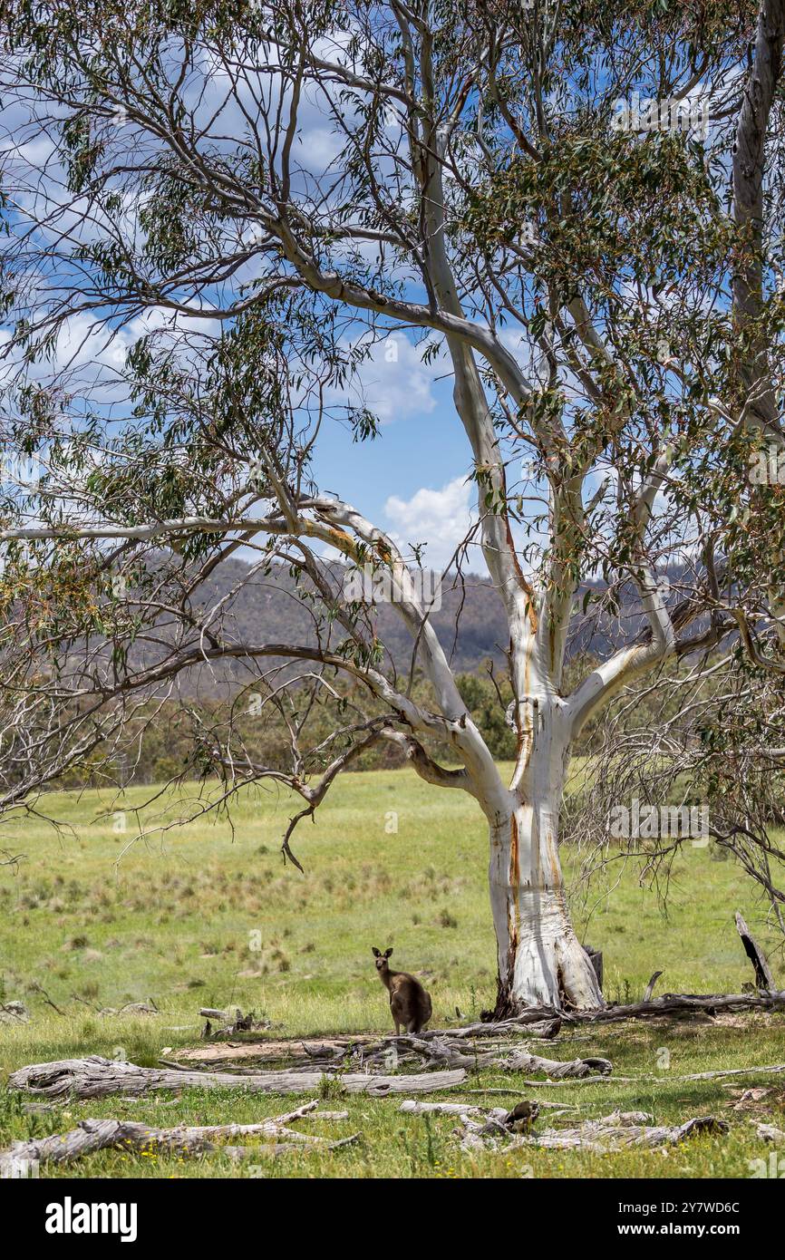 Groop of Kängurus werden friedlich im Schatten der Bäume am Bogong Creek versammelt und genießen einen sonnigen Tag. Stockfoto