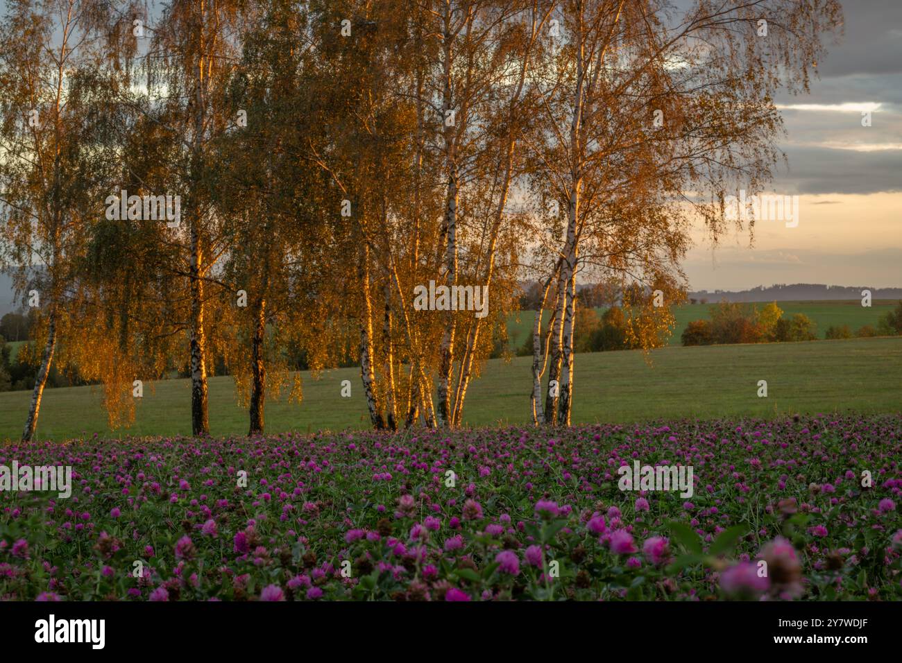 Blick auf den Abendhimmel bei Sonnenuntergang vom Kleefeld mit wunderschönen violetten Blüten Stockfoto
