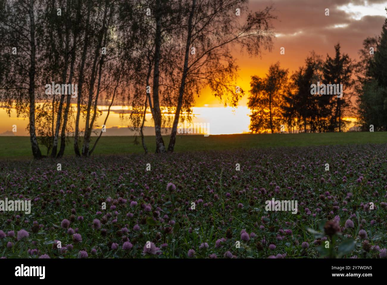 Blick auf den Abendhimmel bei Sonnenuntergang vom Kleefeld mit wunderschönen violetten Blüten Stockfoto