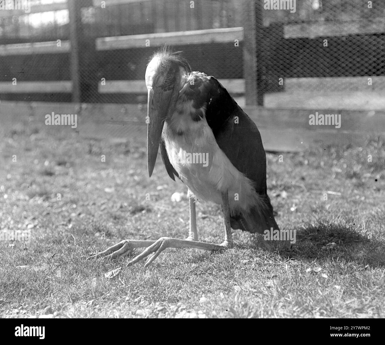 Javanischer Adjutant ( Malaiische Halbinsel ) in einem Zoo , England ©TopFoto Stockfoto