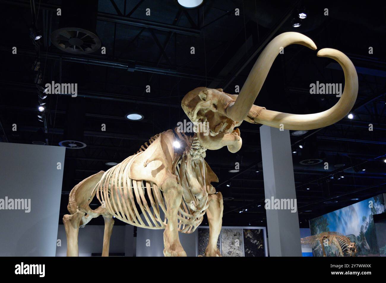 Mammut Knochen in einem Museum, das antike prähistorische Leben und paläontologische Bedeutung zeigt. Stockfoto